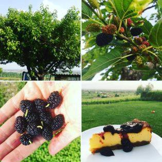 Le Bianchette E Fattoria Didattica Agroturismo Sommacampagna