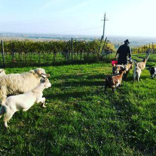 Agroturismo Le Bianchette E Fattoria Didattica Sommacampagna